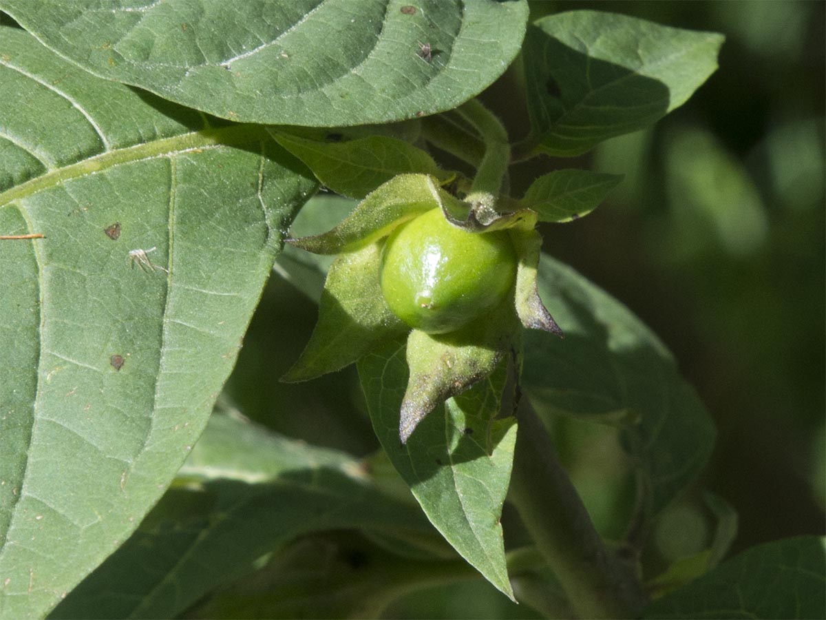 Atropa bella-donna